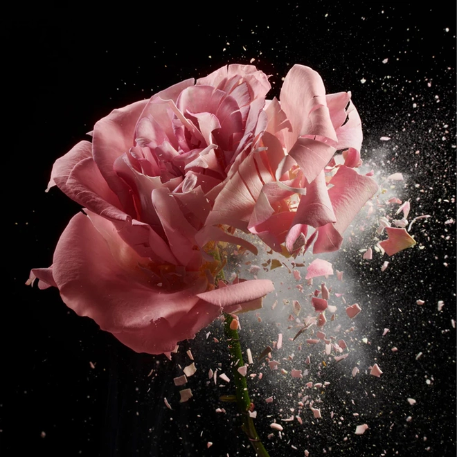 perfume creed royal princess oud feminino eau de parfum